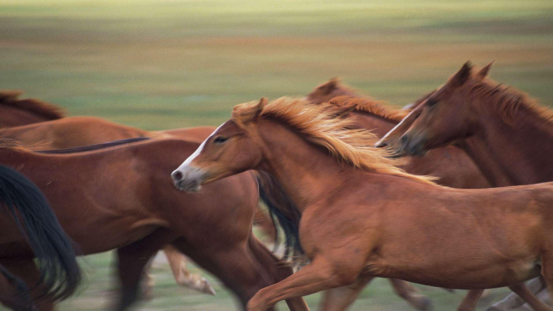 Horses. Stock image