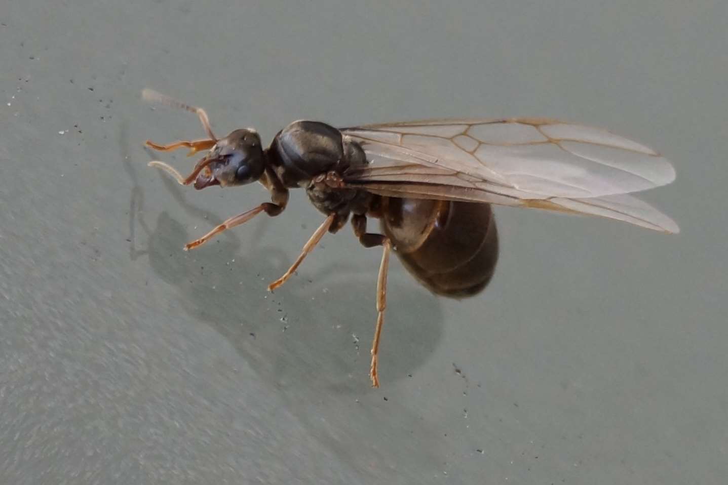 A queen flying ant, which is the subject of a great deal of attention during flying ant day