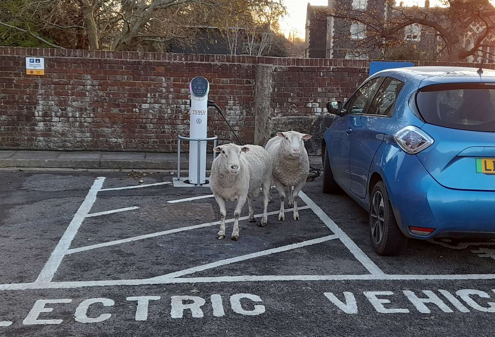 Car dog shop guards tesco