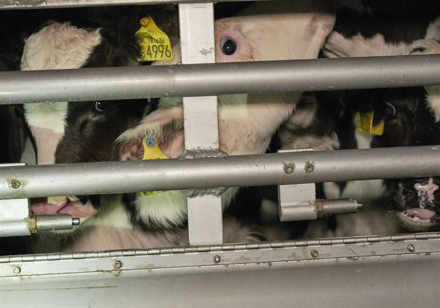 The RSPCA has made a fresh call for a ban on the long distance live export of animals. Picture: RSPCA