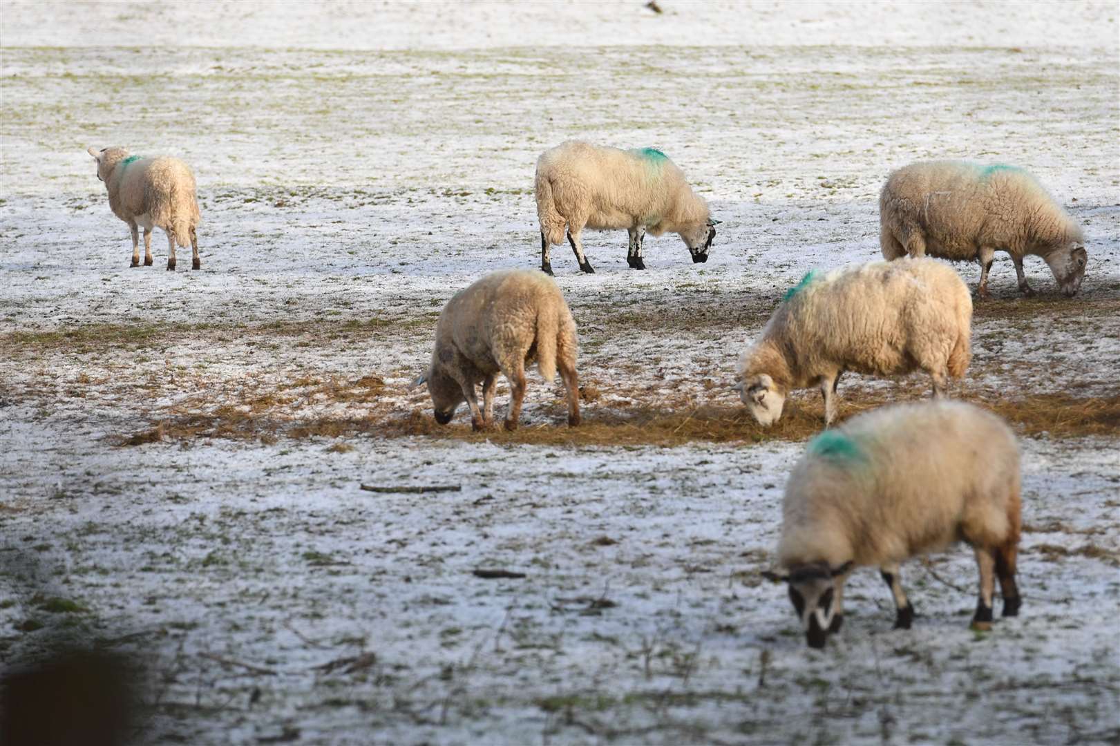 Sheep looked for grass in snow-covered fields in Rhayader, Wales (Jacob King/PA)