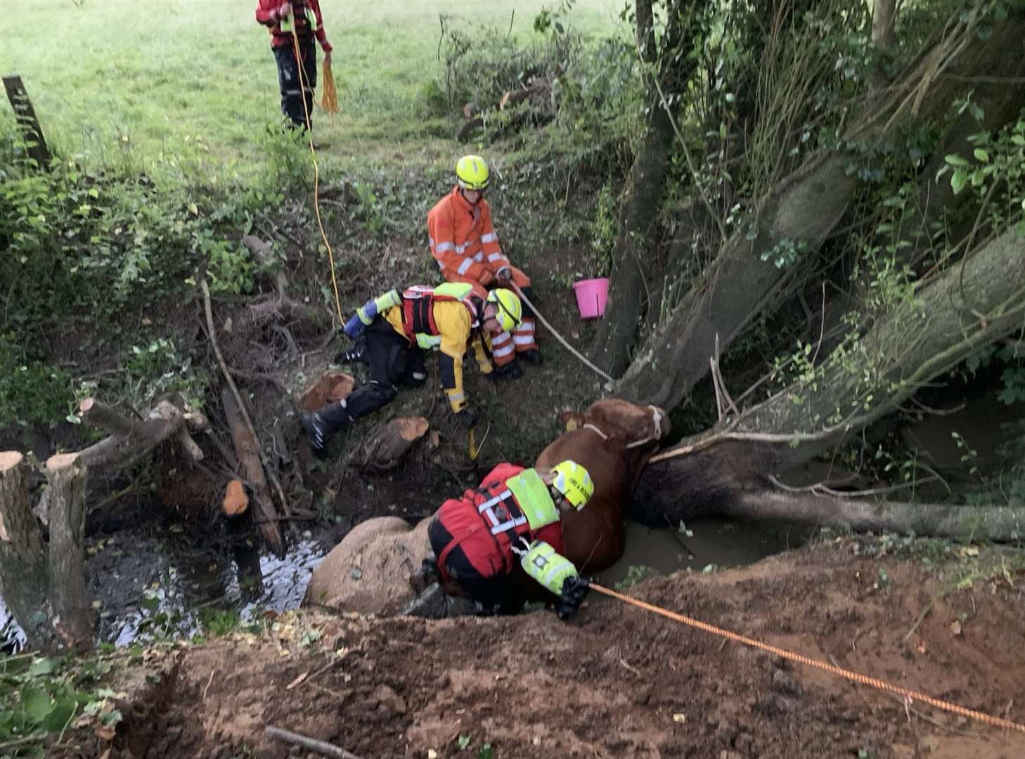 Notorious the bull was rescued by fire crews in Tonbridge. Picture: Kent Fire and Rescue Service/X