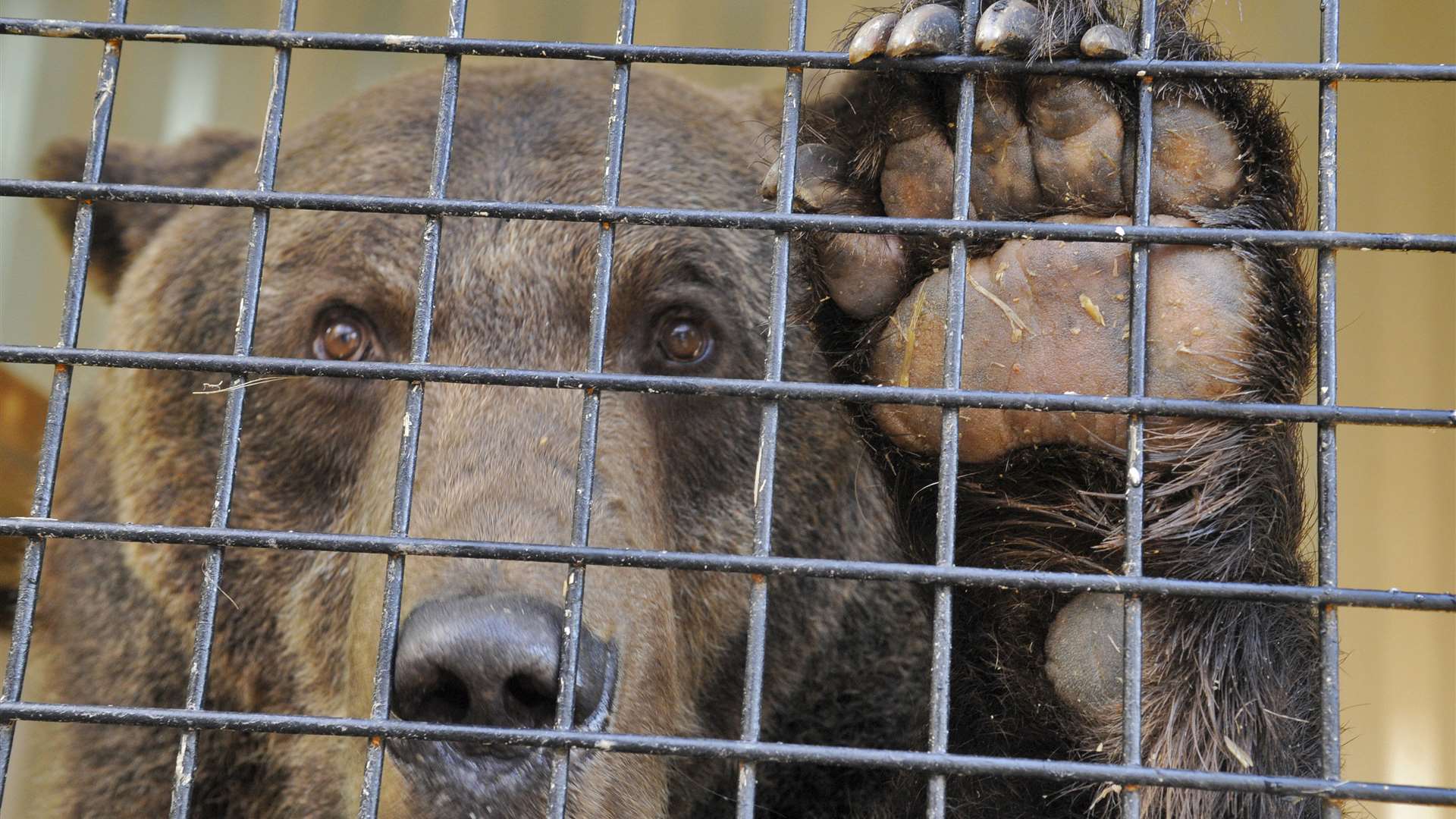 Say hello, the new bears have arrived at Wildwood