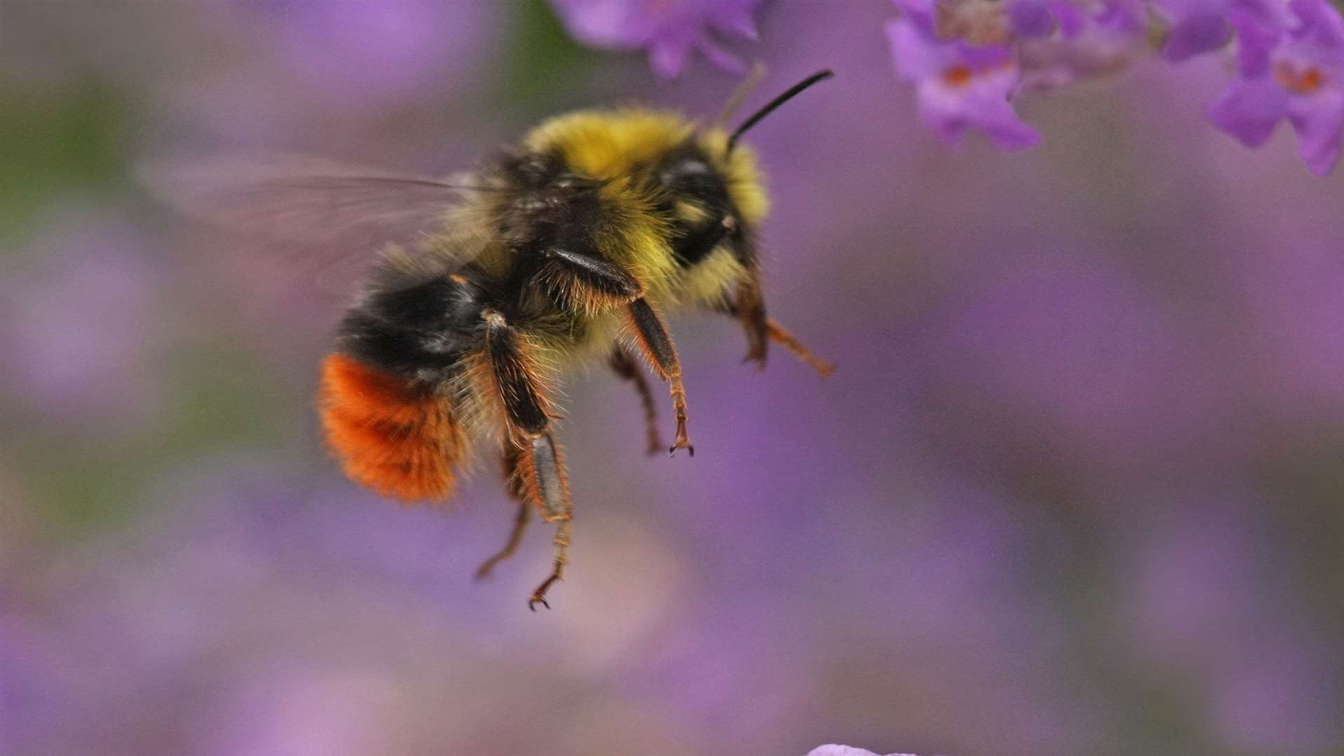 A red tailed bumblebee