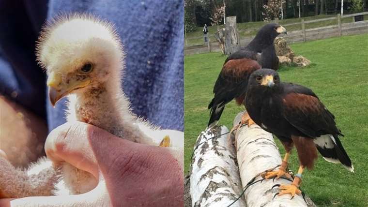 Baby Gallo, left, with parents Texas and Keye, right. Picture: Leeds Castle