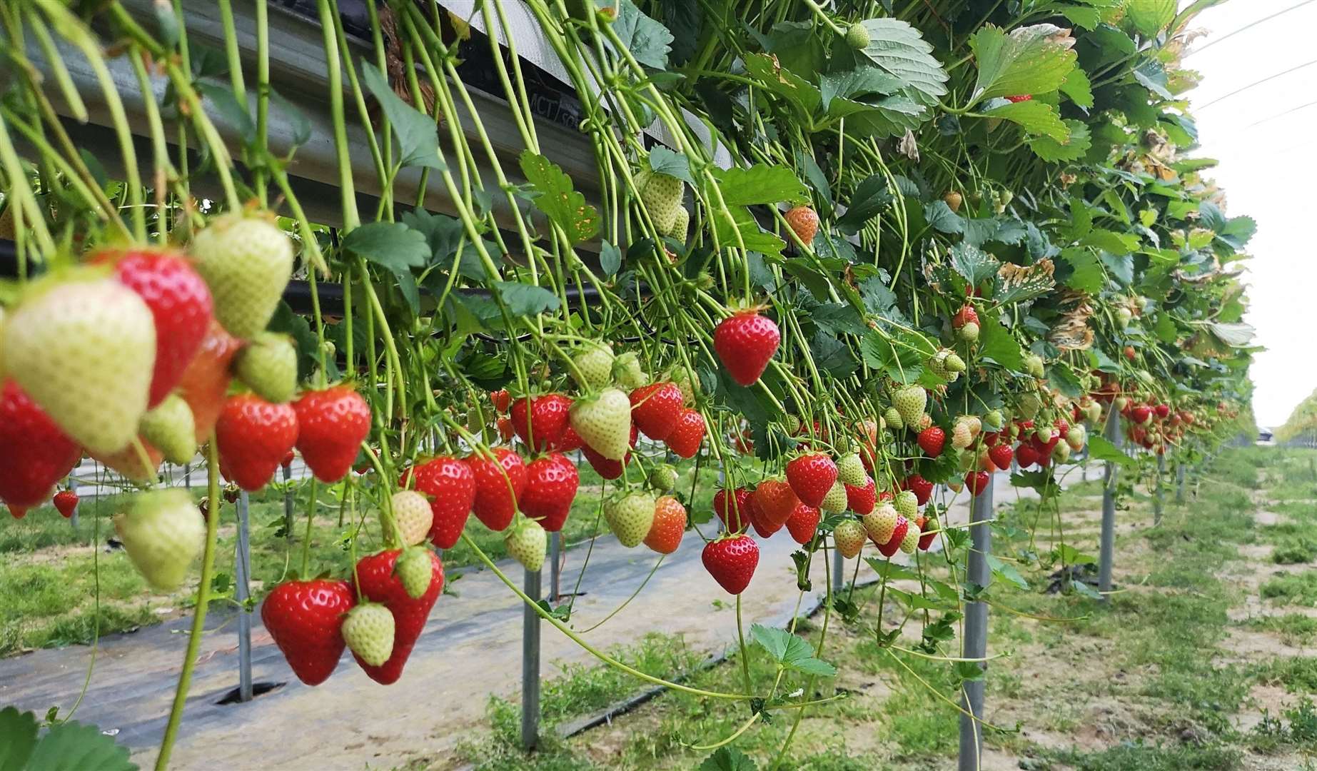 Ever wondered where your strawberries come from? Picture: Citypress