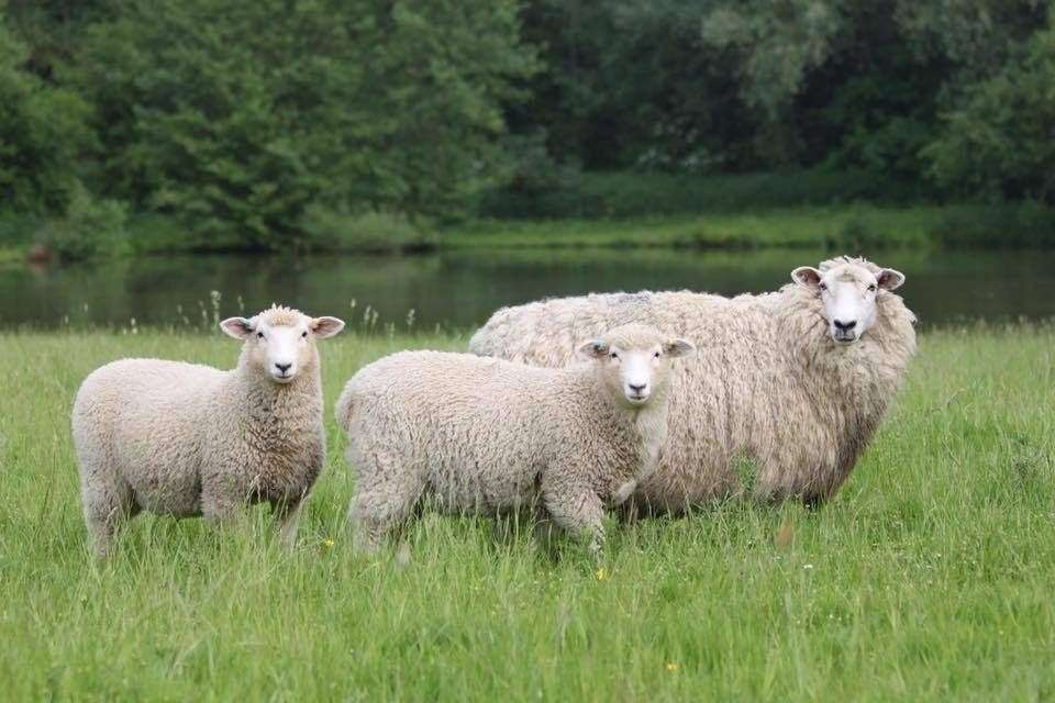 The pregnant ewe was killed at some point on Saturday evening. Stock image