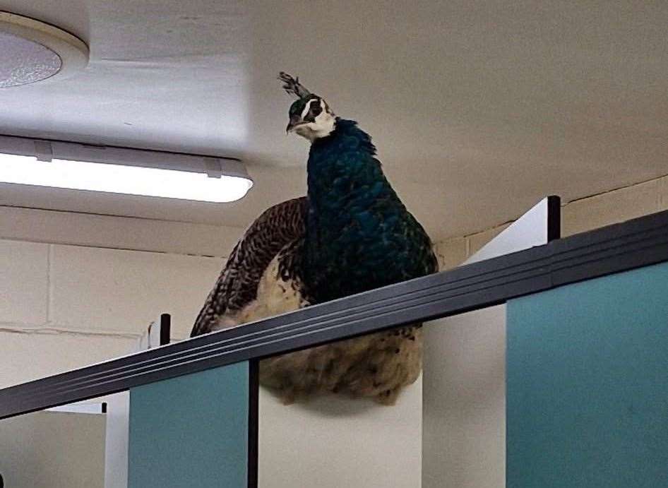 The peacock on top of a cubicle at Capstone Country Park. Picture: Susan Wilsher