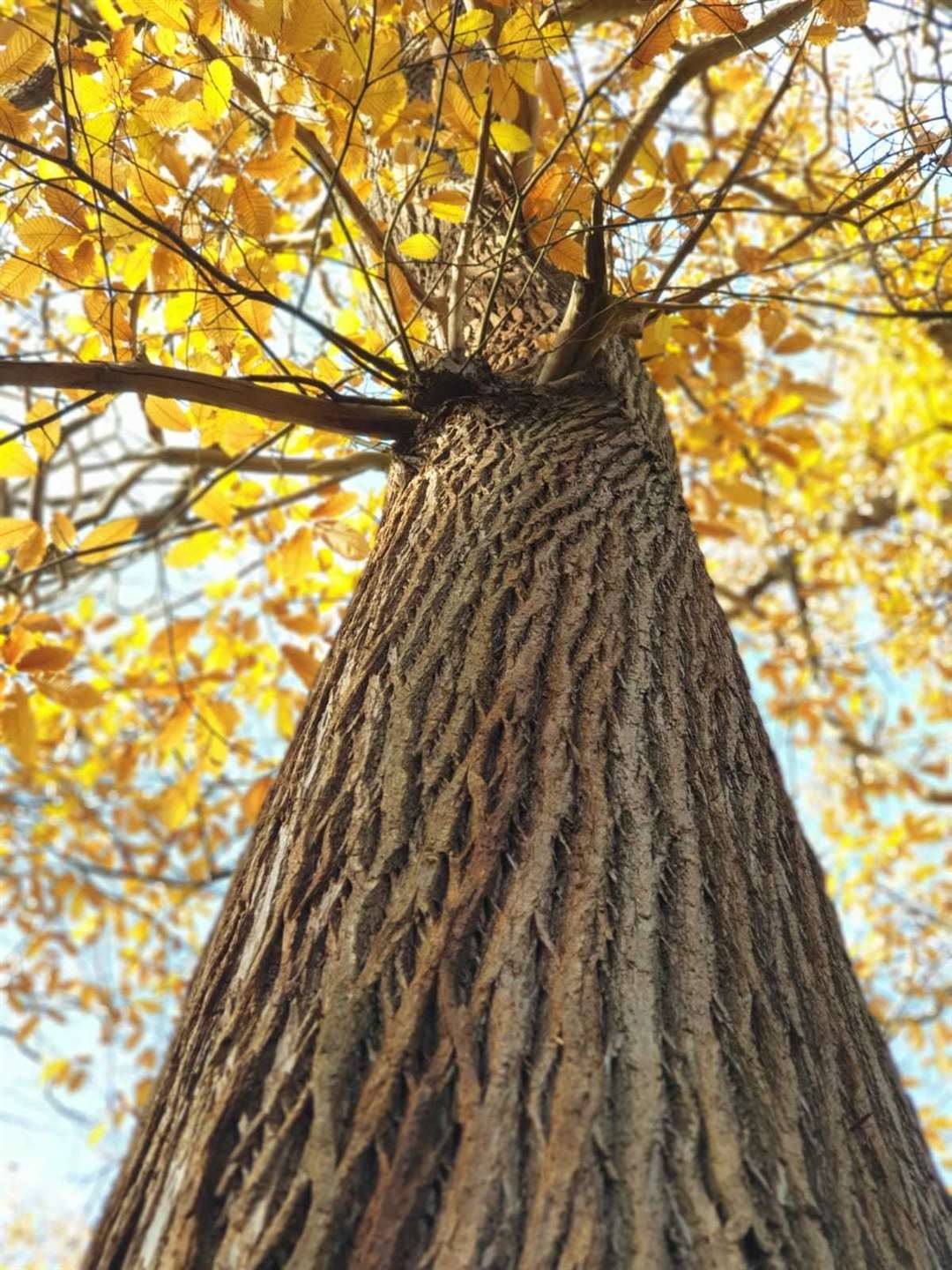 A majestic tree. Picture: Devi Ashok