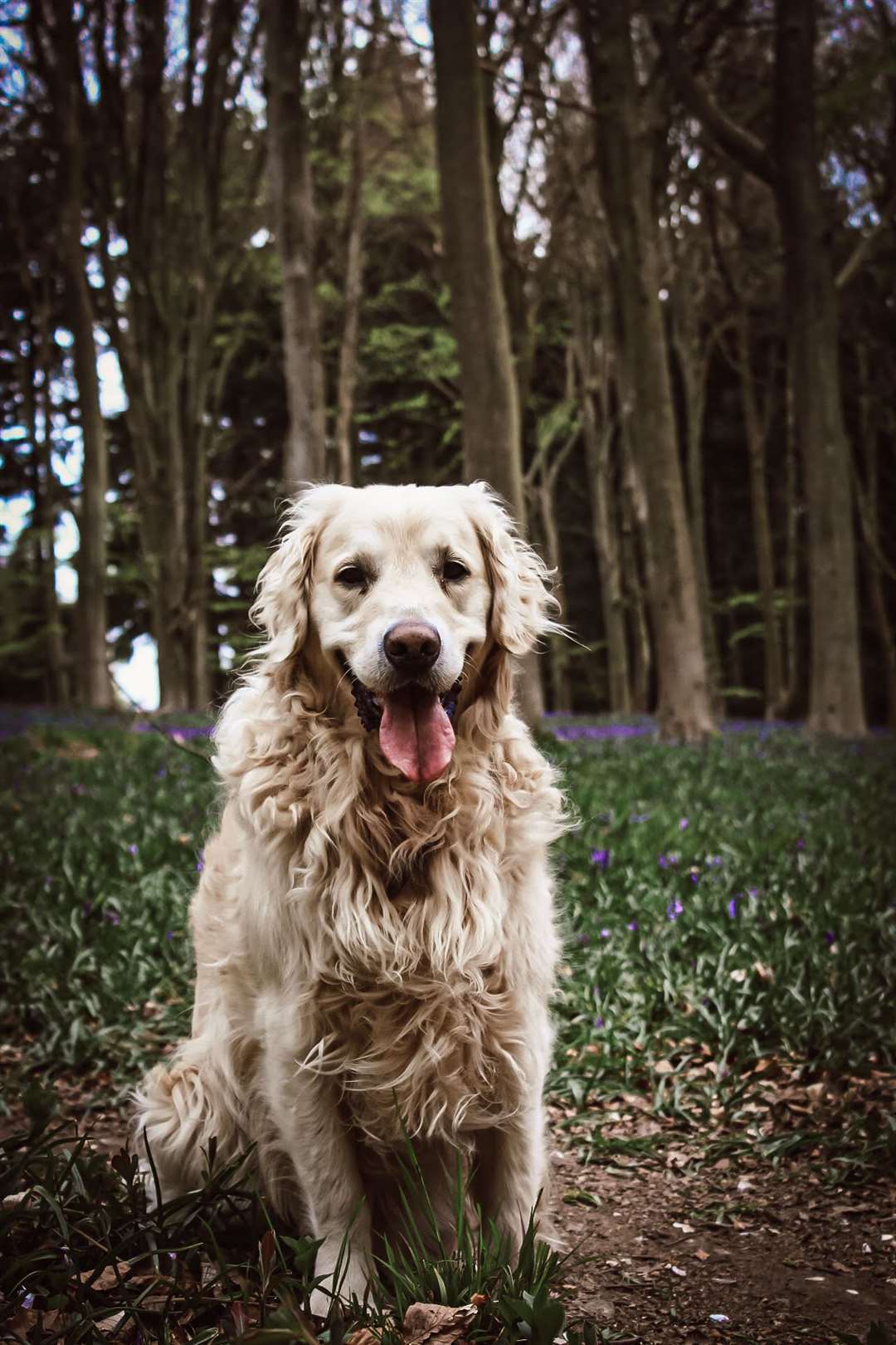 Ollie the rescue Golden Retriever