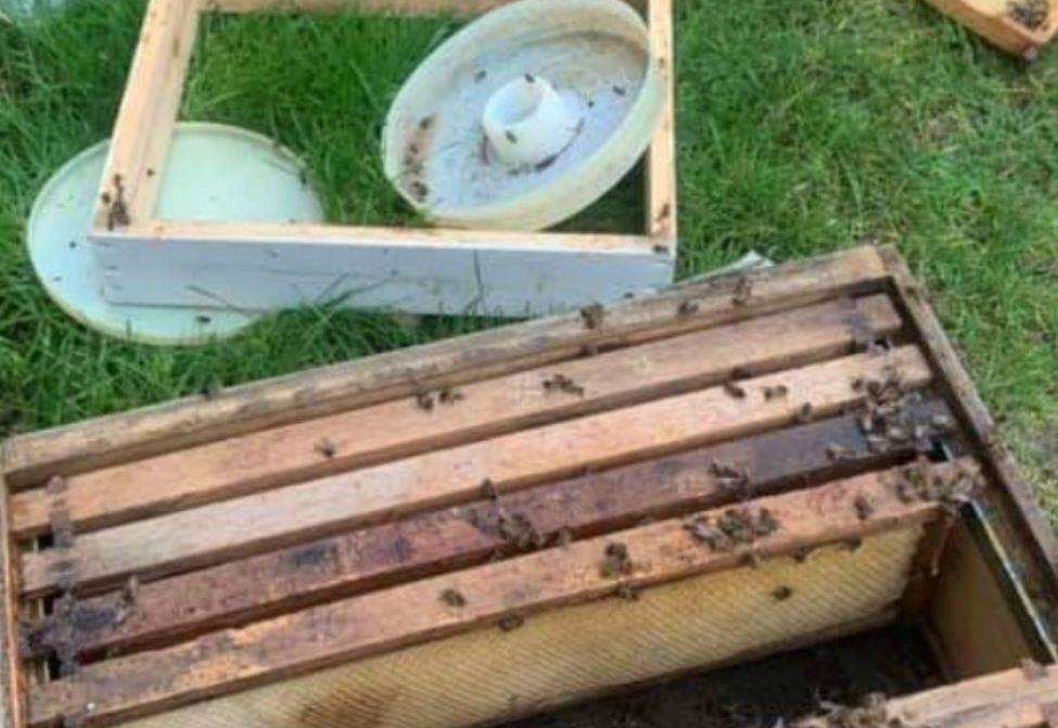 Thousands of bees killed as vandals attack colonies at Clock House Farm ...