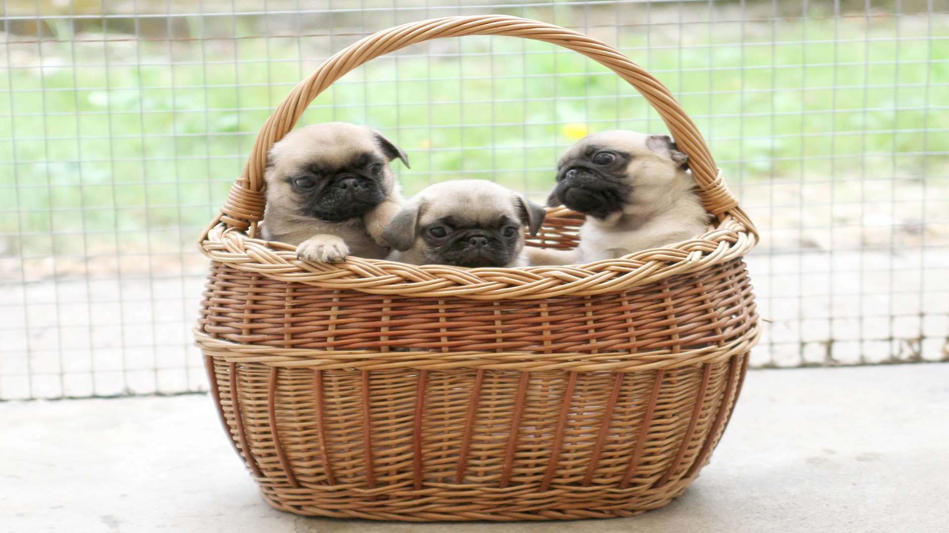 These pug puppies were transported in a wicker basket with cling film over the top