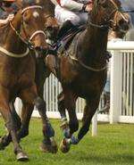 Horse racing stock