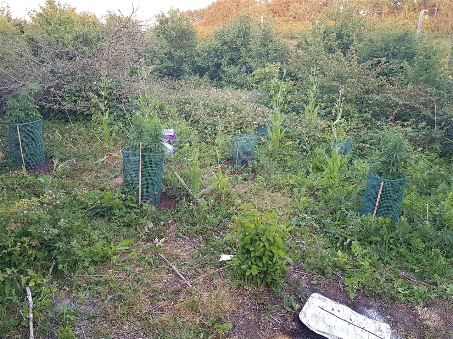 Cannabis being grown on railway property at Sandling