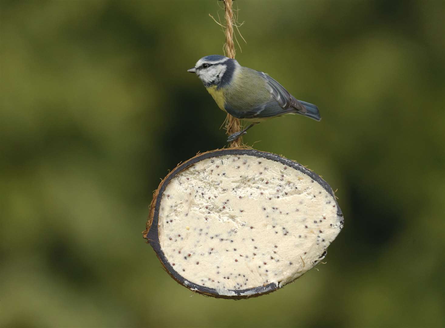 A Blue Tit balances on a feeder. Picture: Chris Gomersall/RSPB Images