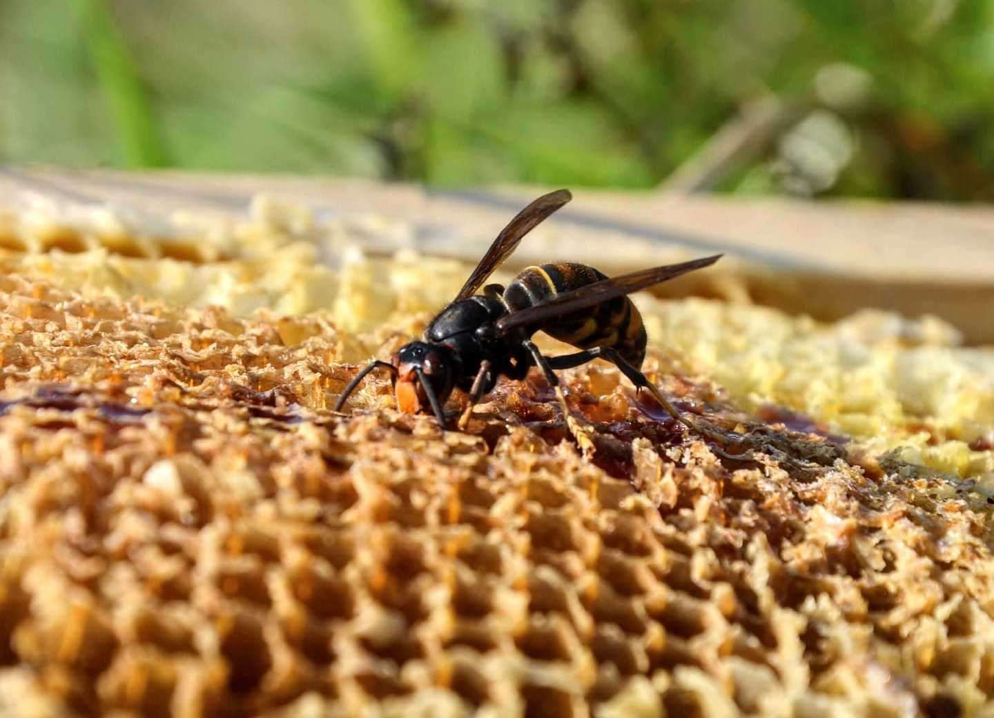 Officials are battling to ensure the Asian hornet doesn’t establish itself in the UK. Image: iStock.