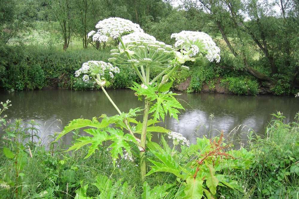 Giant hogweed