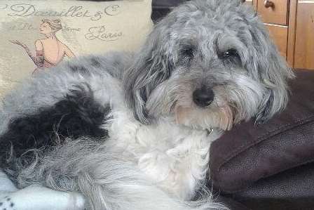 Maisie the dog was hit and killed by a car in Sturry
