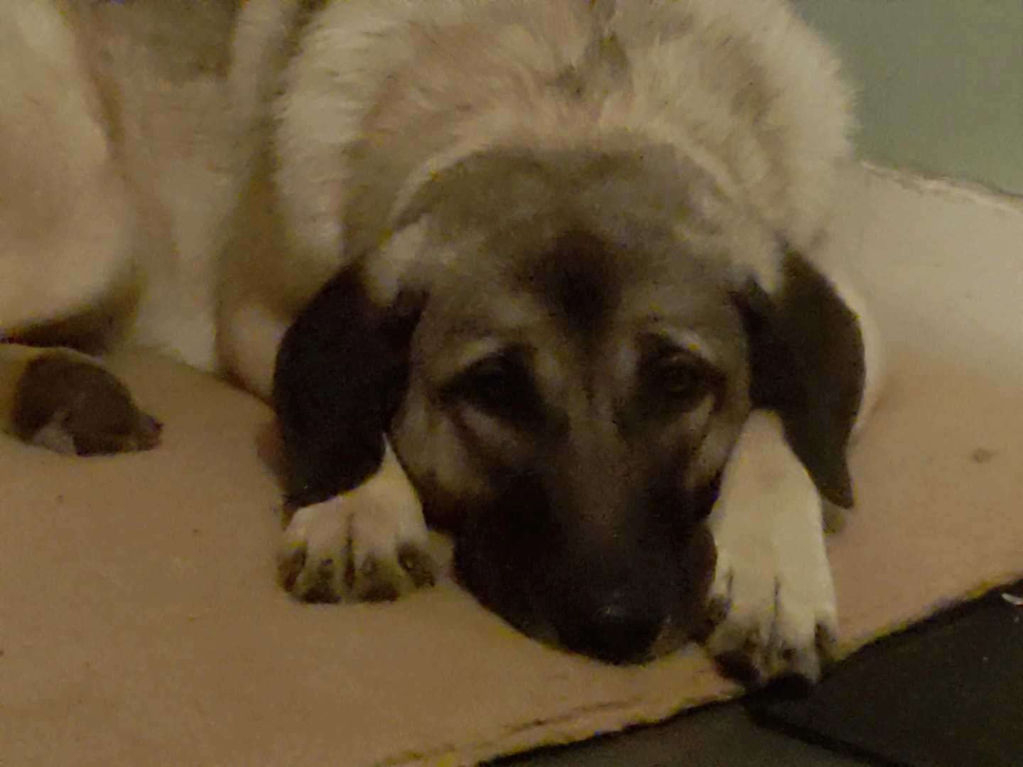 Svenja Feix's dog, a large East European mixed Shepherd called Pilo