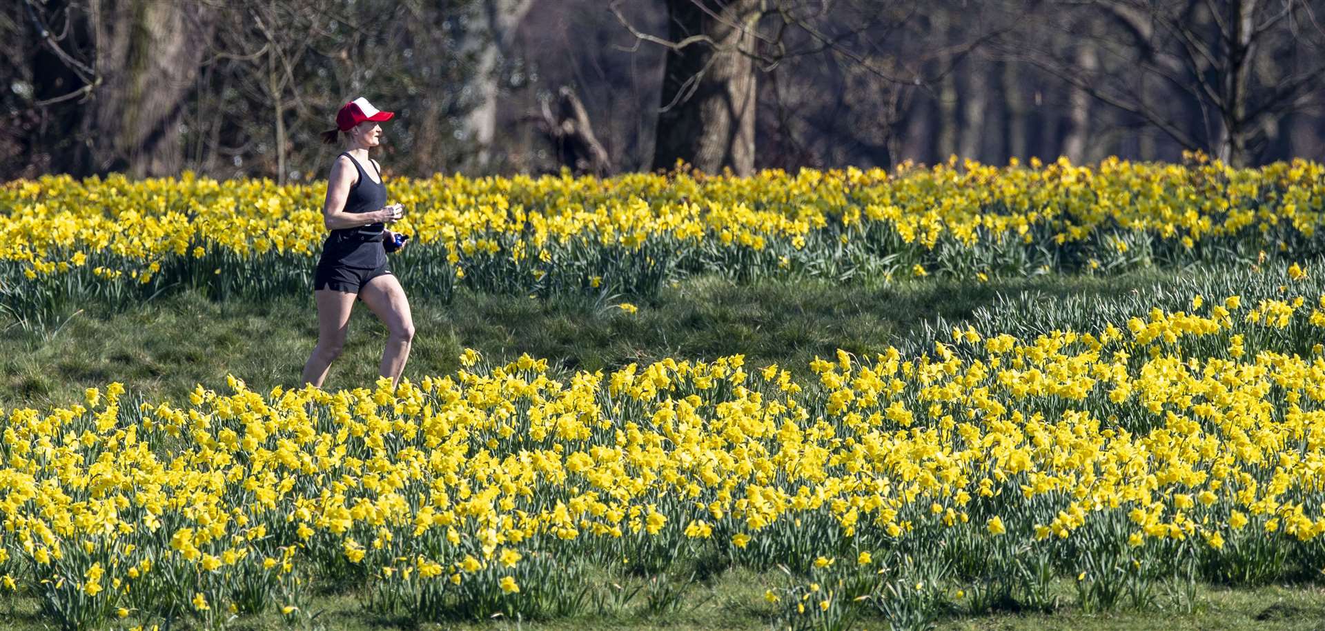 A lady runs through daffodils in Sefton Park, Liverpool (Peter Byrne/PA)