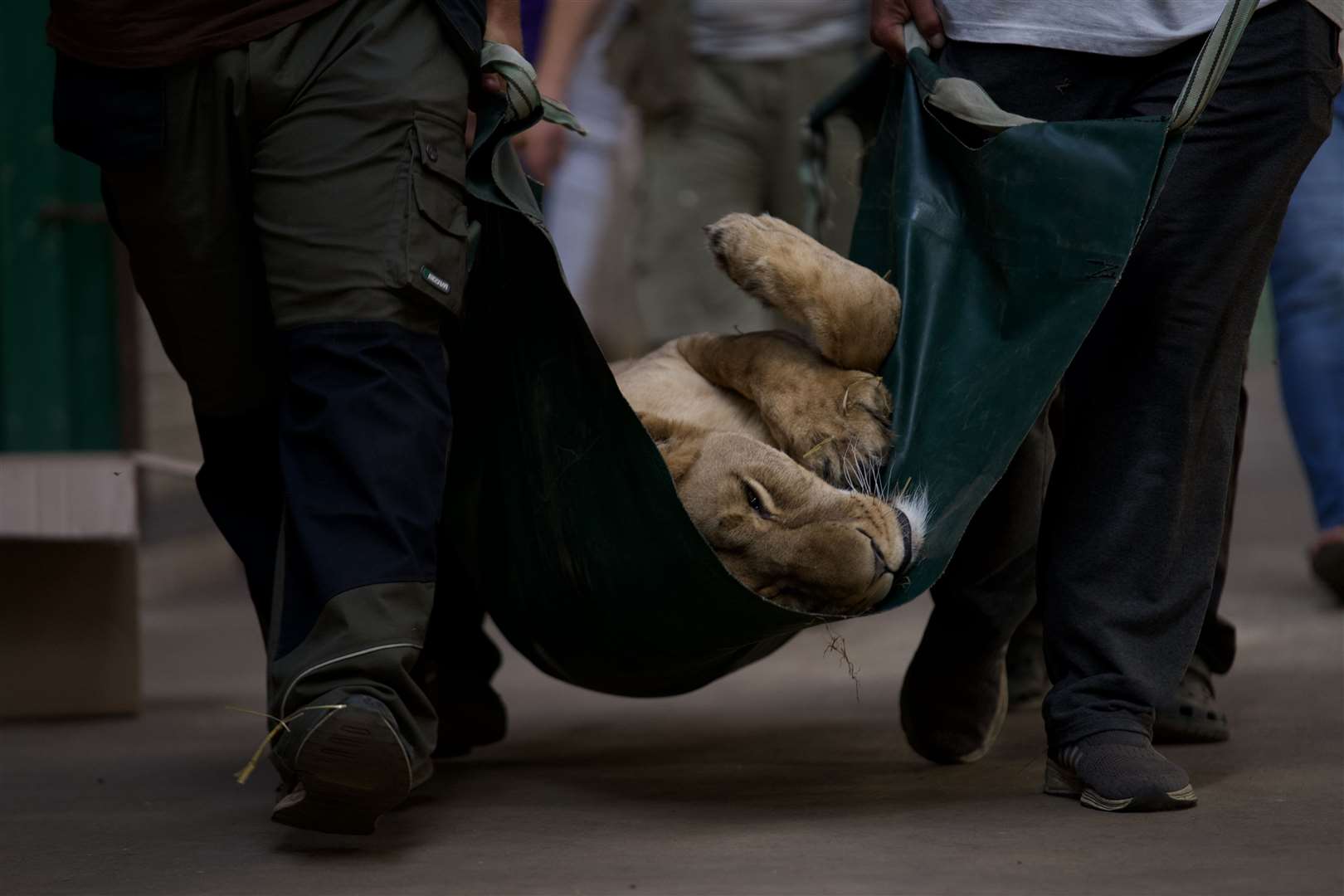 African lioness Yuna will be the first cohort of five lions to be rescued from Ukraine to Kent (The Big Cat Sanctuary)