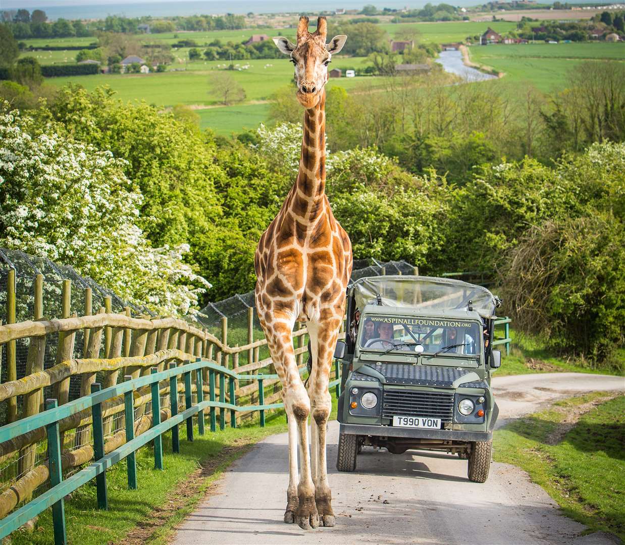 port lympne safari park animals