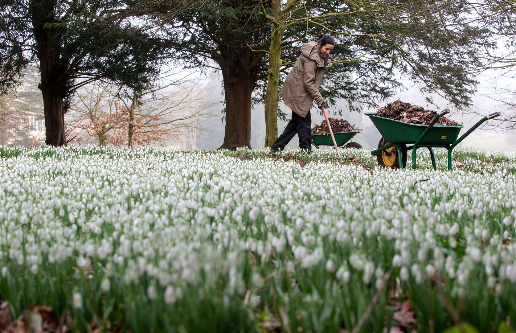 Senior gardener Andrea Topalovic Arthan cleared a path around the first snowdrops of the season at English Heritage’s Audley End House and Gardens in Saffron Walden in Essex (Joe Giddens/PA)