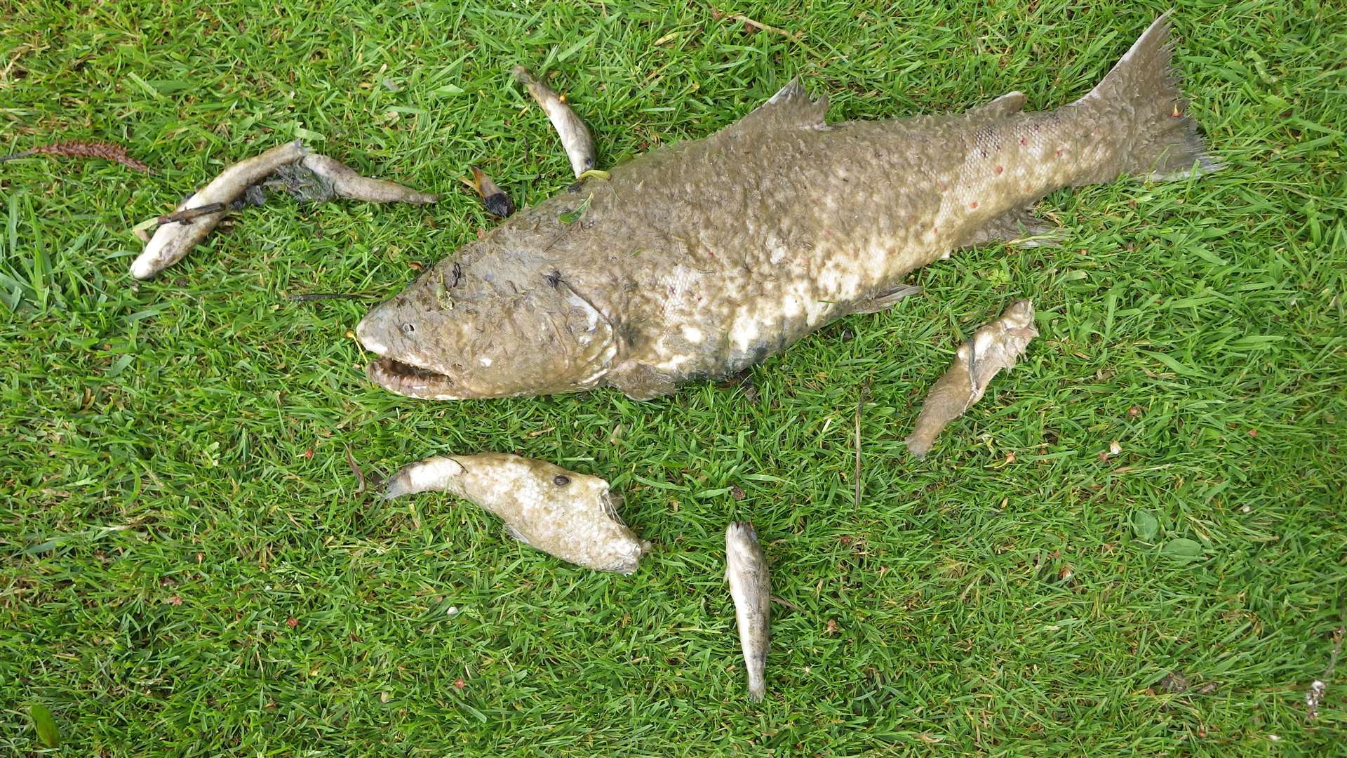 Thousands of fish were killed (Environment Agency/PA)