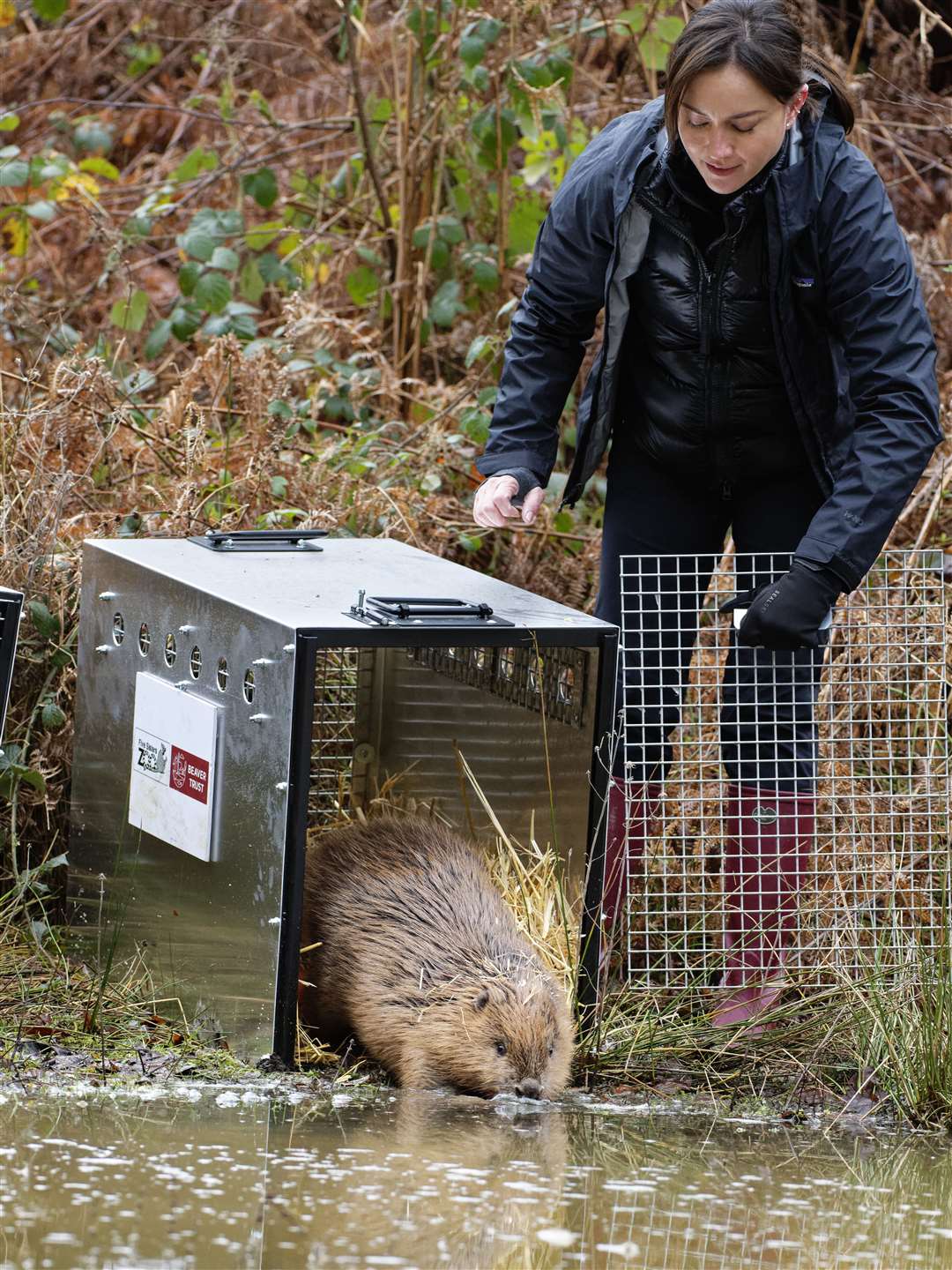 Hazel the beaver being released by Mandy Lieu in 2023 (Nick Upton/PA)