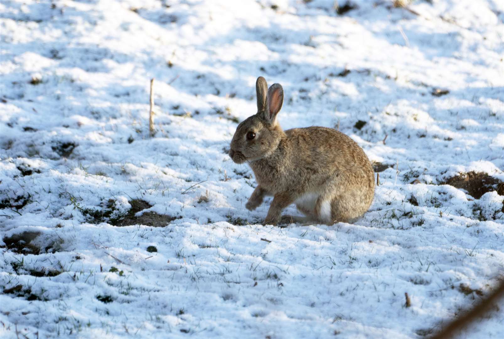 Confusing conditions for this Easter bunny… (Owen Humphreys/PA)