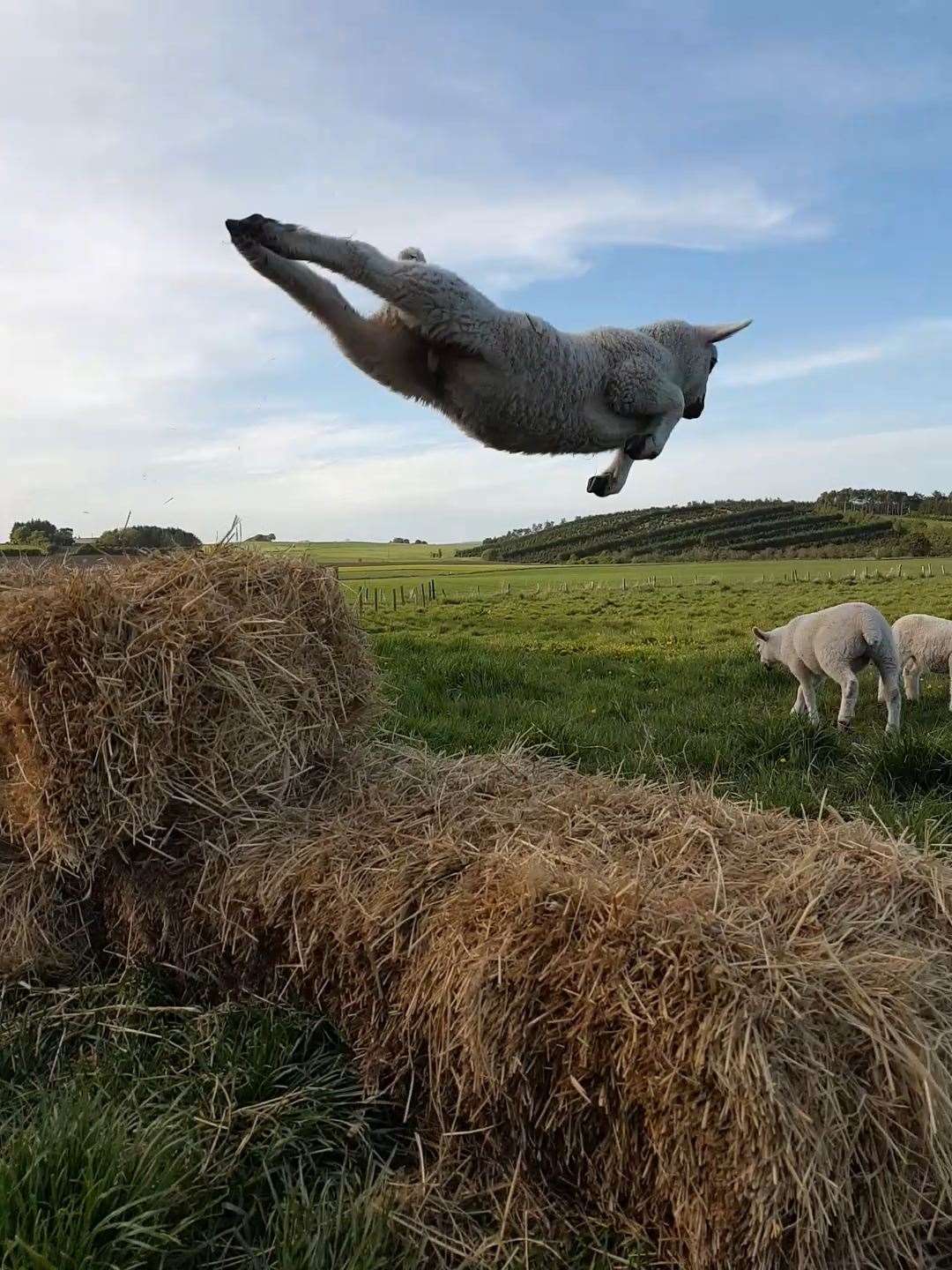 A leaping lamb taken by Molly Tolson, aged 14, which won the 12-15 mobile phone and devices category (Molly Tolson/RSPCA/PA)