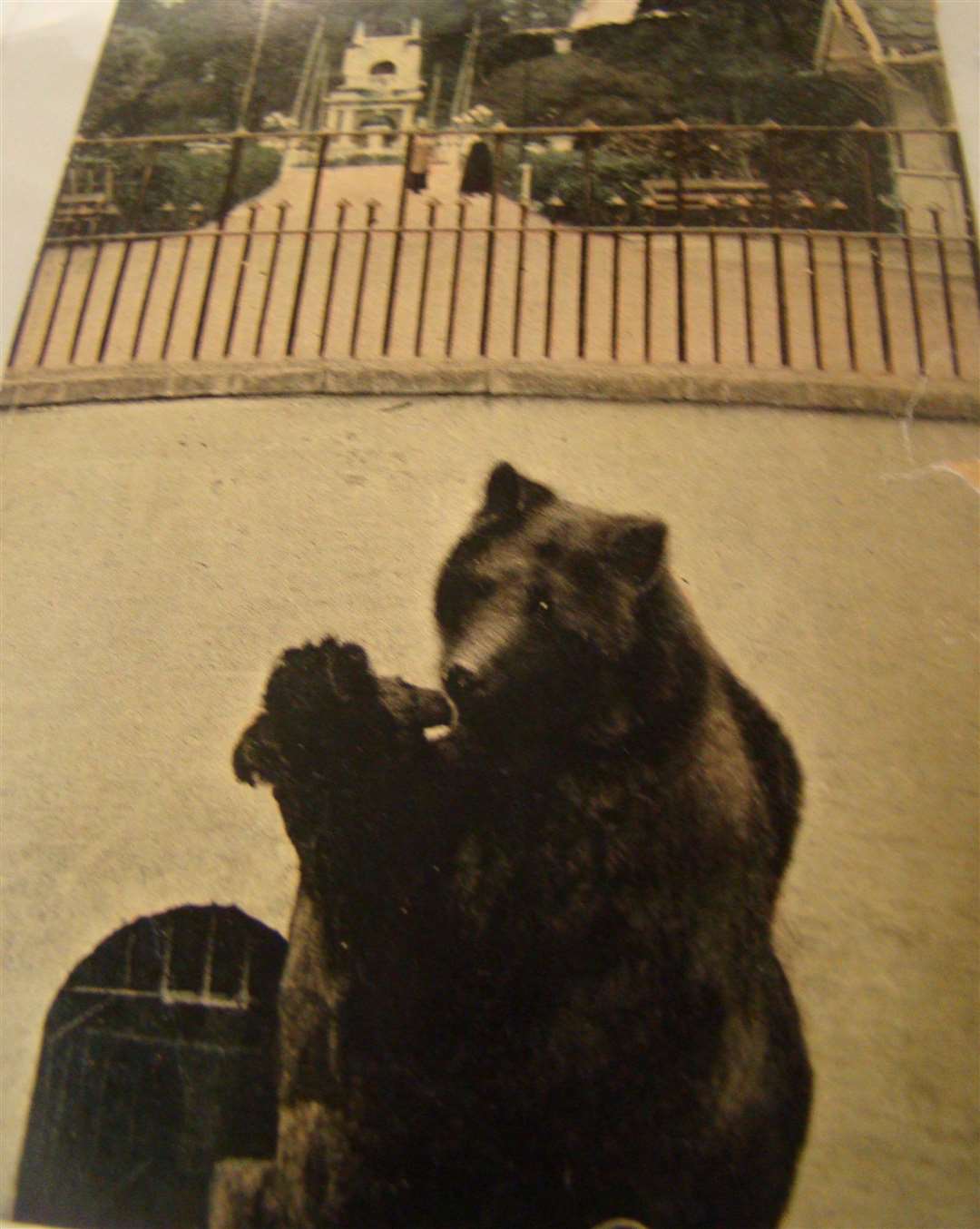 Rosie the bear in her pit at Rosherville Gardens. Picture: Conrad Broadley