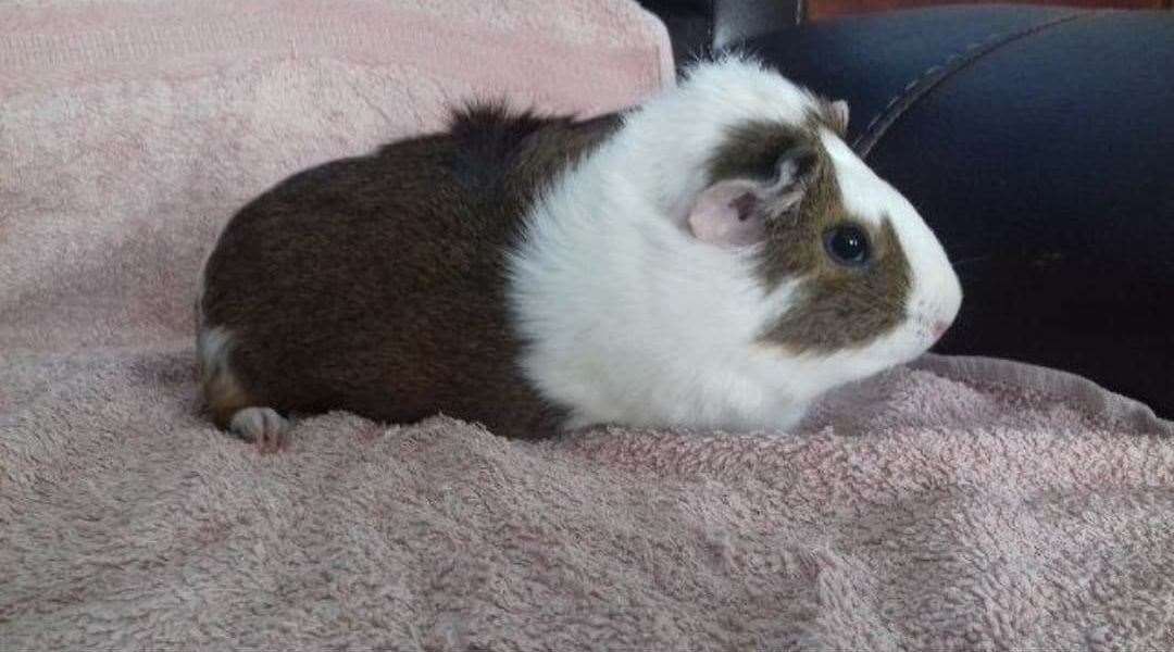 Guinea pig Winnie