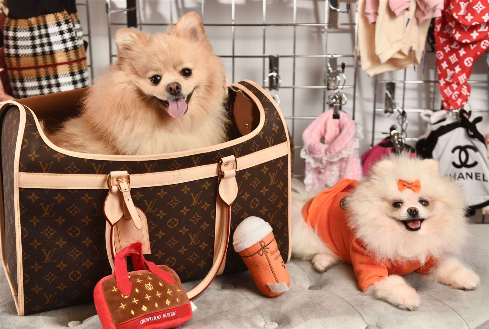 4 luxury brands to twin with your pampered pooch: from Louis