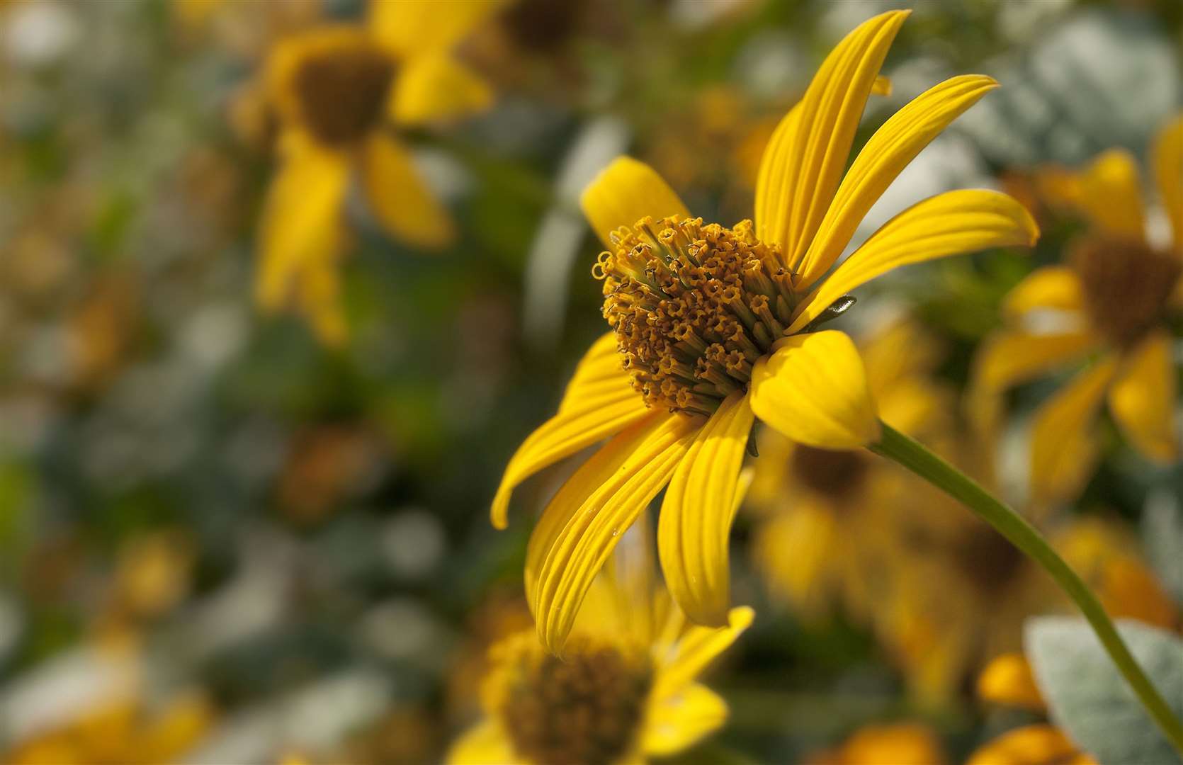 See and learn all things gardening at the Kent Garden Show