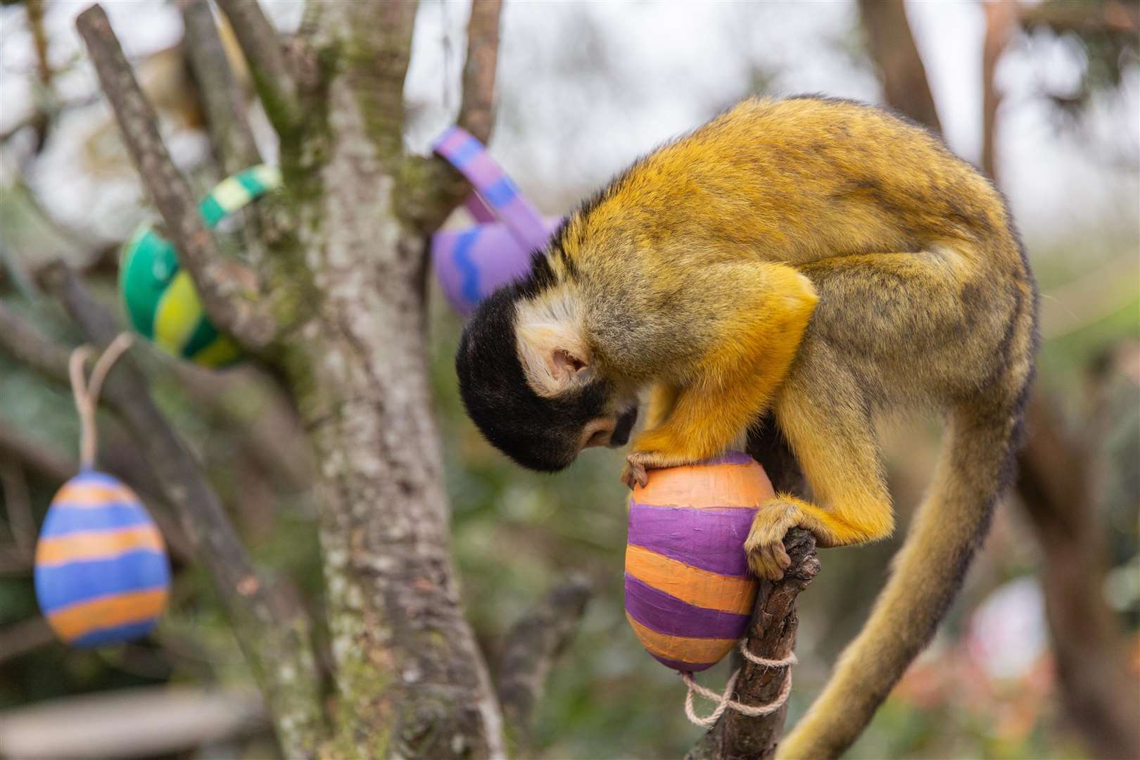 A squirrel monkey investigates one of the Easter treats (ZSL London Zoo/PA)