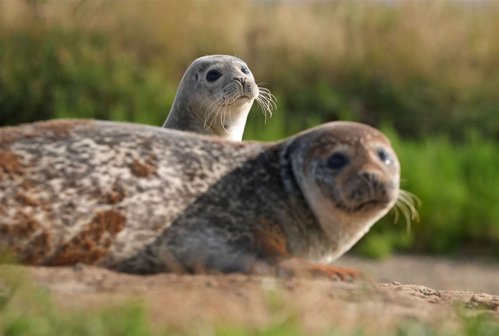 Two seals bask on the banks of the River Stour (Gareth Fuller/PA)