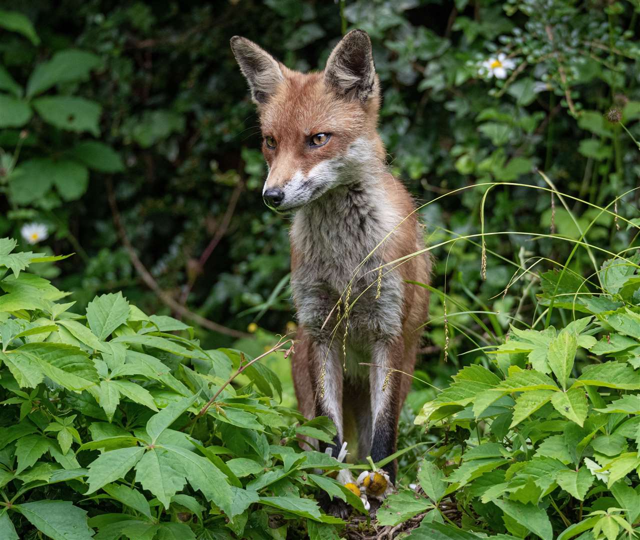 Foxes are not protected for conservation purposes in England