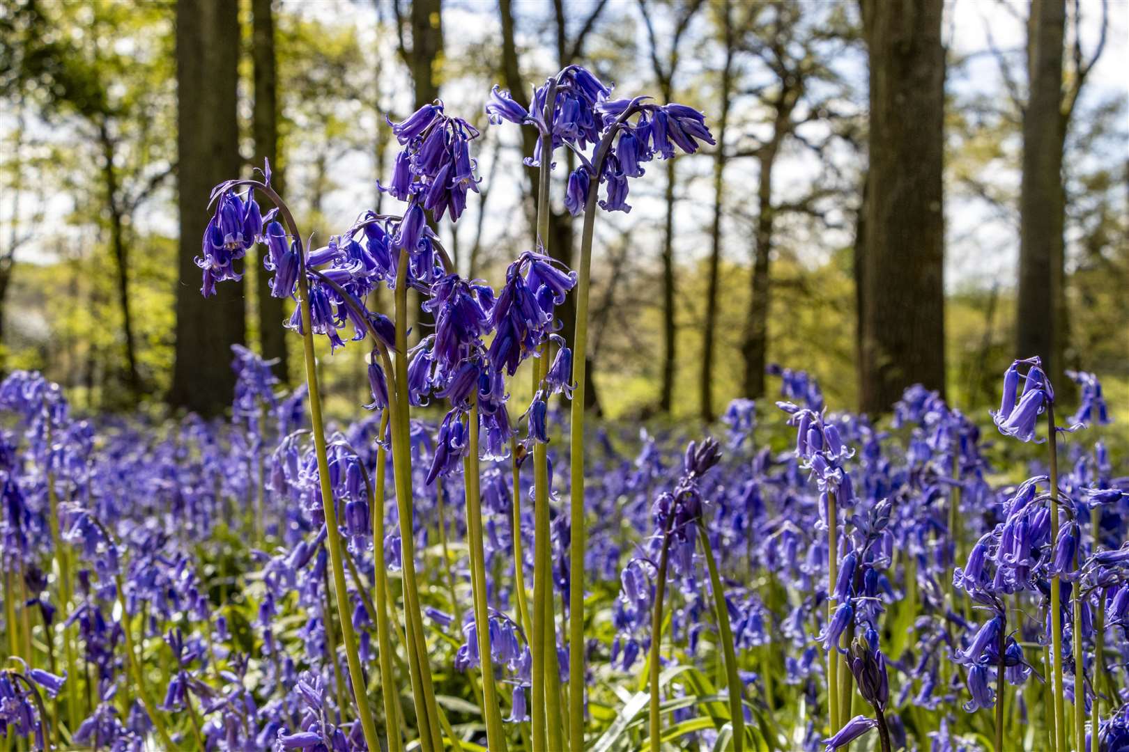 Bluebells flowered later due to the cool wet spring, the trust said (Hugh Mothersole/National Trust/PA)