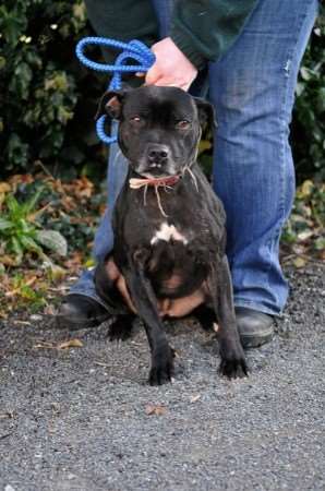 Cherry, one of the Staffies in need of a home