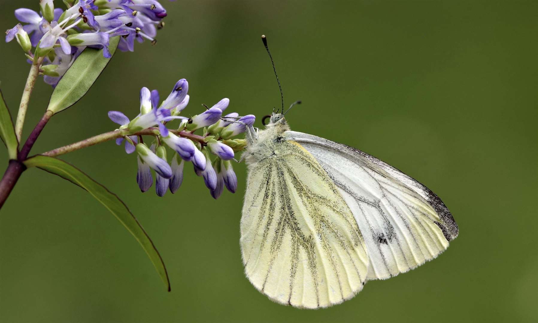 Butterflies could land on you as you walk through