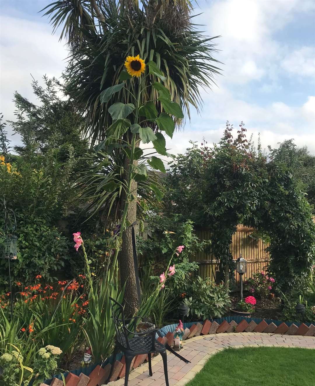 The sunflower is nearly as tall as the palm tree behind it. PIcture: Daniele Ligneau-Wilton