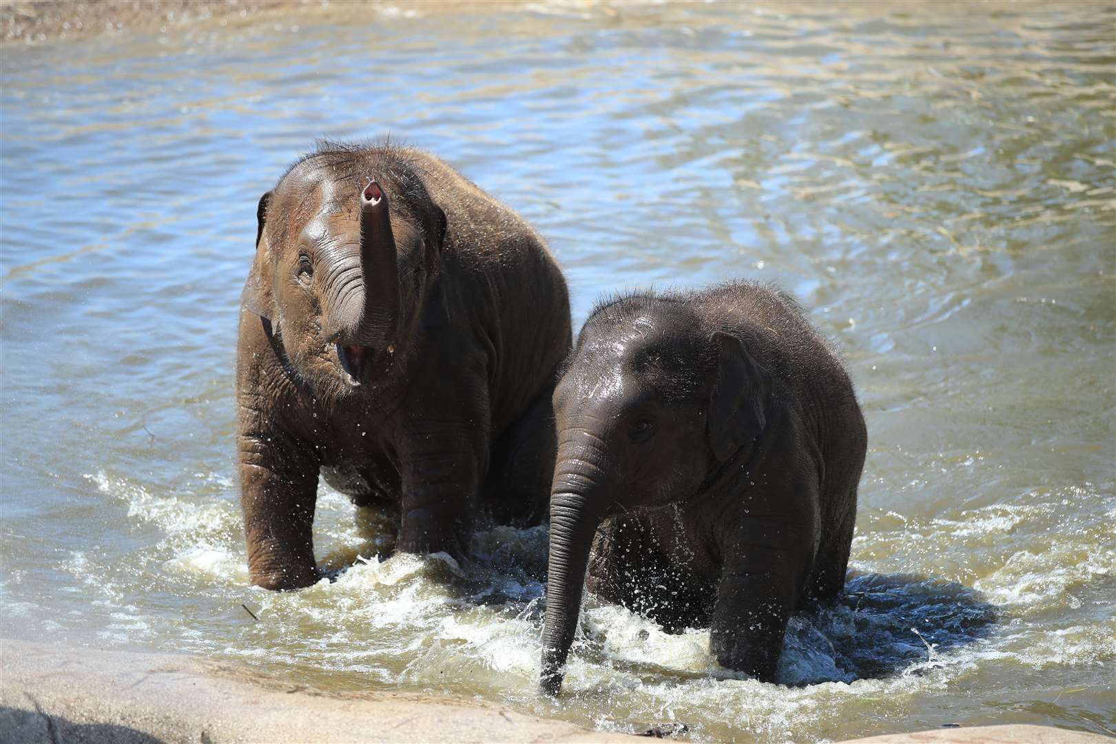 Elephants evolved their extreme proportions after this climate change event (Peter Byrne/PA)