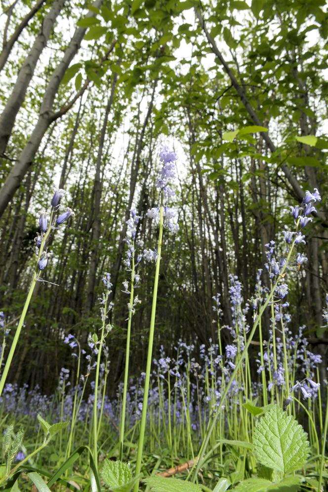 Oaken Wood, off North Pole Road, Barming