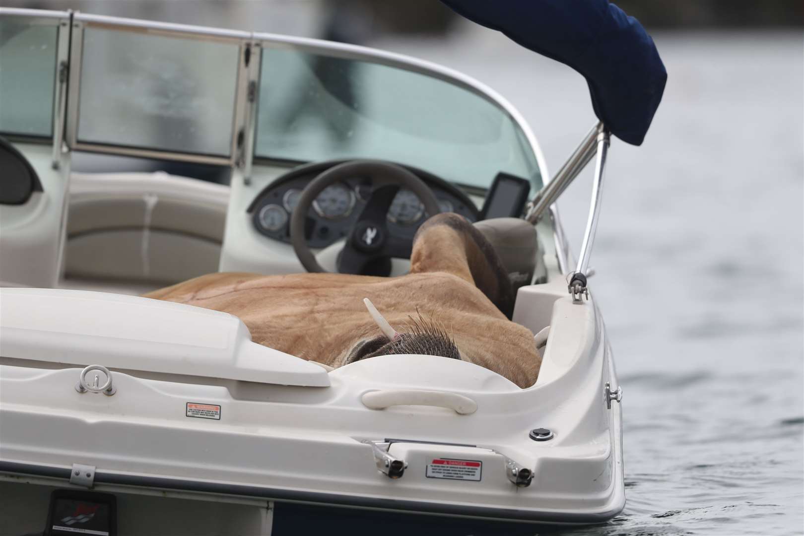 Wally the Arctic walrus relaxes on a boat off the coast of Cork (Niall Carson/PA)