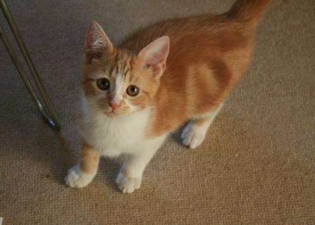 Jock V, the resident cat at Chartwell