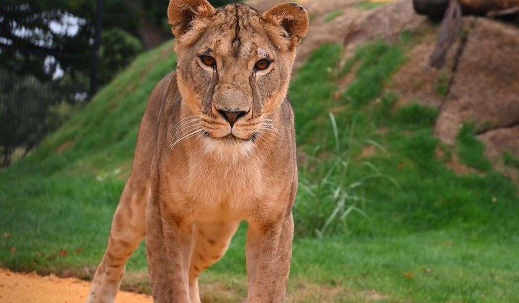 Yuna is making huge improvements following her move to The Big Cat Sanctuary in August. Picture: The Big Cat Sanctuary