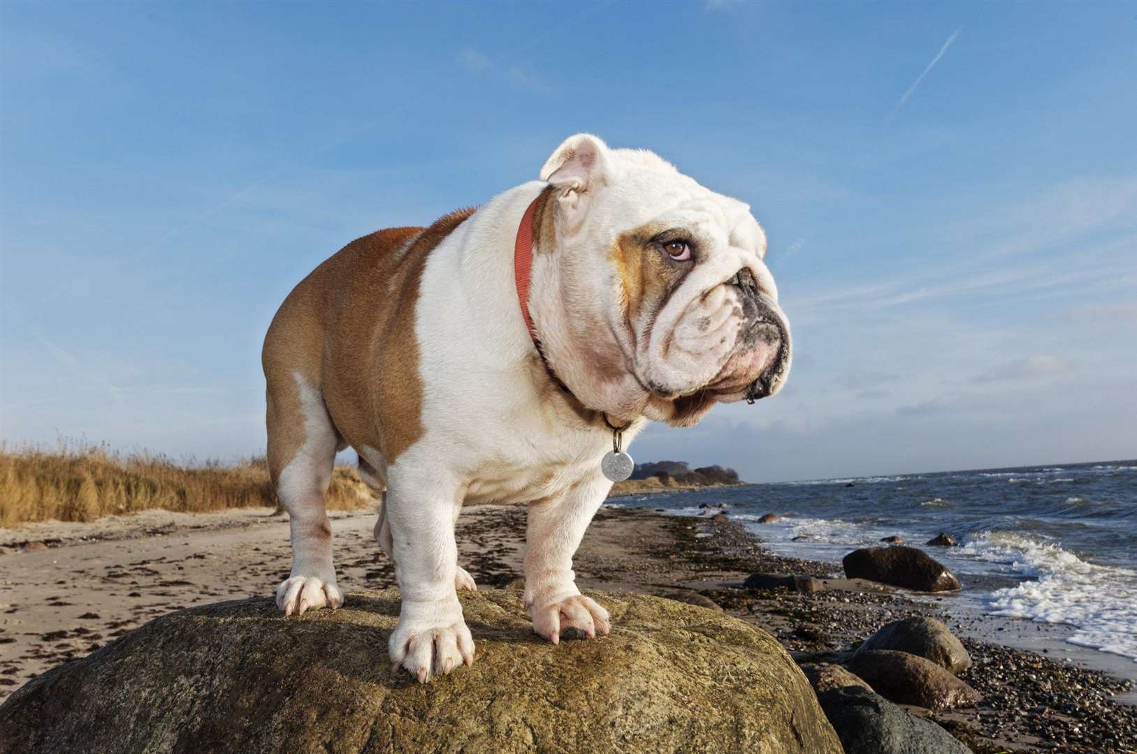 The British bulldog is a much-loved breed. Image: iStock.