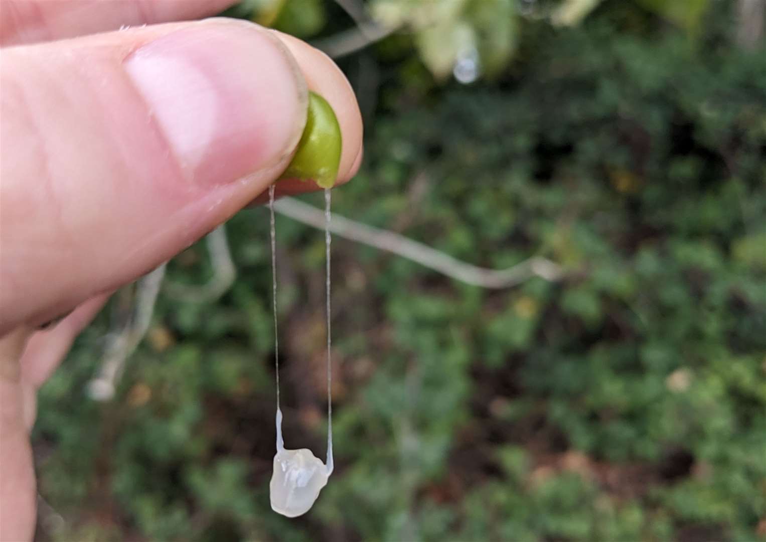 A mistletoe berry being squeezed as scientists explore whether the plant could be used as a surgical glue (University of Essex/ PA)