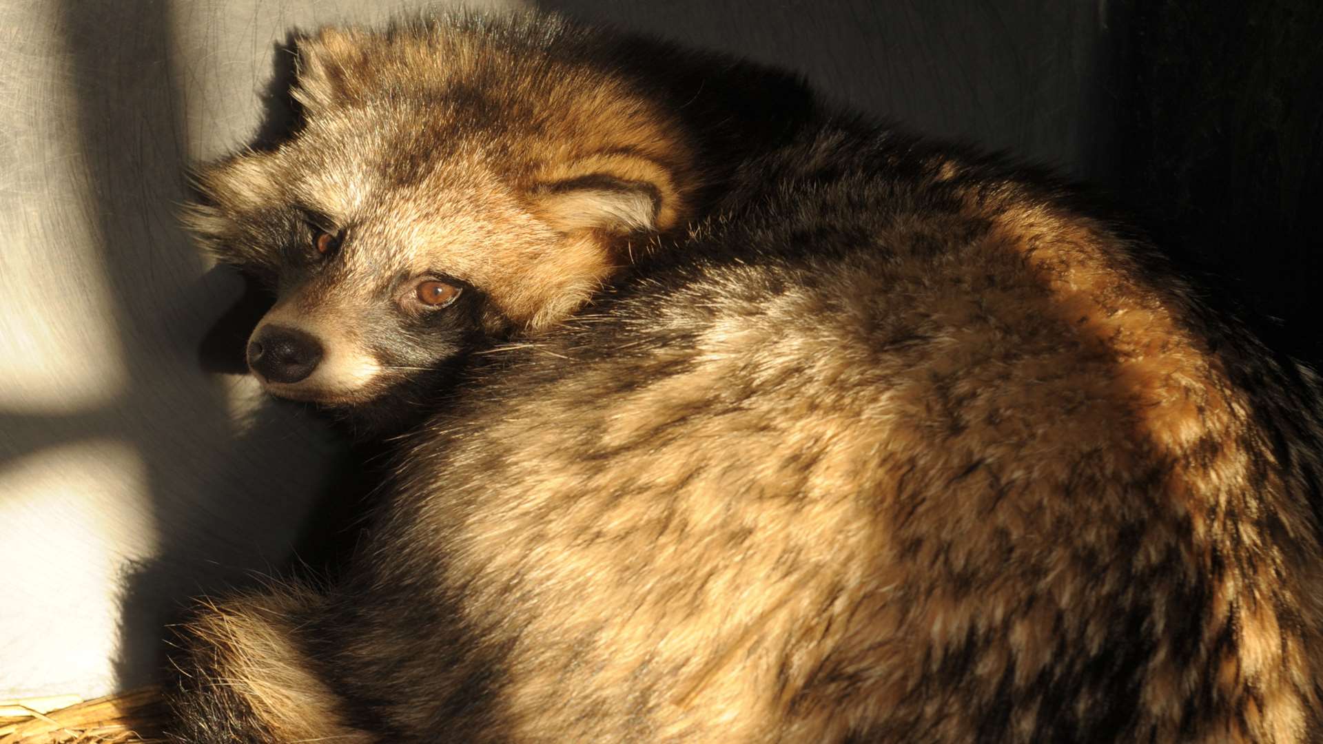 The protesters believe raccoon dog fur is being sold in Maidstone. Stock picture - this animal is not part of the fur trade